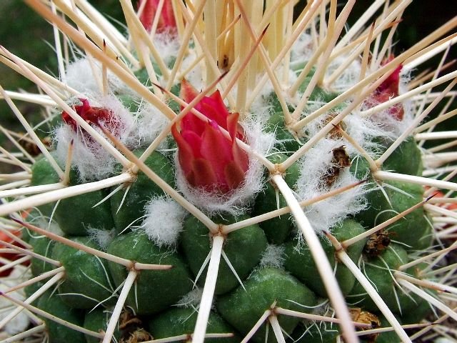 Mammillaria _compressa_ ssp.compressa _'bernalensis' _04
